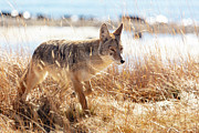 Coyote at Yellowstone Lake, Yellowstone National Park Photograph by The Yellowstone Collection