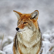Coyote Closeup Photograph by Paul Freidlund Coyote Closeup Photograph by Paul Freidlund