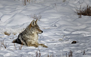 Coyote in Snow Photograph by Cheryl Strahl