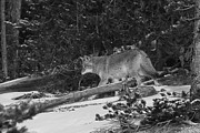 Coyote near Canyon, Yellowstone National Park Photograph by The Yellowstone Collection