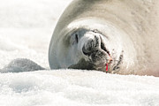 Crabeater Seal Frozen Drool Pile Macro Photograph by Jeff at JSJ Photography