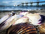 Crab's eye view Photograph by Jim Feldman Crab's eye view Photograph by Jim Feldman