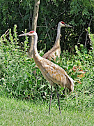 Cranes at Acewood Basin Photograph by Janis Senungetuk