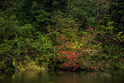 Creek Side Romance Photograph by Bill Posner