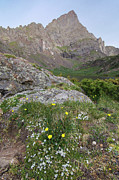 Crestone Needle Wildflowers Photograph by Aaron Spong