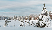 Crex Meadows Christmas Snow Photograph by Natural Focal Point Photography