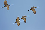 Crex Meadows Sandhill Crane Flight Photograph by Natural Focal Point Photography
