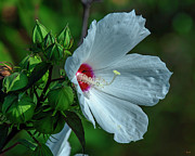 Crimson-eyed Rosemallow DFL1312 Photograph by Gerry Gantt Crimson-eyed Rosemallow DFL1312 Photograph by Gerry Gantt