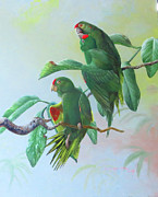 Crimson-fronted Parakeet Painting by Barry Kent MacKay