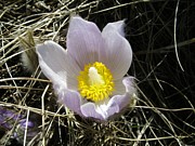 Crocus Photograph by Lisa Mutch