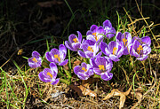 Crocuses on the First Day of Spring Photograph by John Morzen