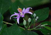 Cross-berry Photograph by Vallee Johnson