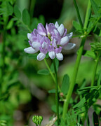Crown Vetch or Purple Crown Vetch DFL1474 Photograph by Gerry Gantt