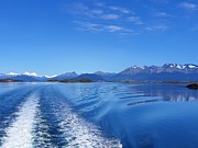 Cruising Photograph by Andrea Whitaker Cruising Photograph by Andrea Whitaker