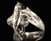 Crystal Dolphins Photograph by Steven Nelson Crystal Dolphins Photograph by Steven Nelson