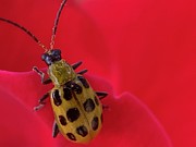 Cucumber Beetle 2 Photograph by Catherine Wilson Cucumber Beetle 2 Photograph by Catherine Wilson