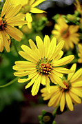 Cup Plant Bloom Turning Away - July 2023 Photograph by Joseph A Langley