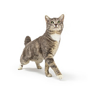 Curious grey tabby cat walking forward stretching head up Photograph by Good Focused
