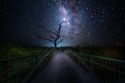 Curious Pathways Photograph by Mark Andrew Thomas