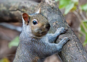 Curious squirrel Photograph by Alan Moore Curious squirrel Photograph by Alan Moore