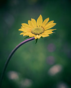Curved Daisy Photograph by Kevin Schwalbe