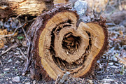 Cut Log in Forest Photograph by Brigitte Blanchette Thompson Cut Log in Forest Photograph by Brigitte Blanchette Thompson