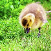 Cute baby gosling in springtime Photograph by Tatiana Travelways
