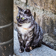 Cute cat Photograph by Lyl Dil Creations Cute cat Photograph by Lyl Dil Creations