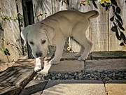 Cute Labrador Puppy Photograph by Waterdancer