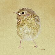 Cute Robin  Fledgeling Digital Art by Bamalam Art