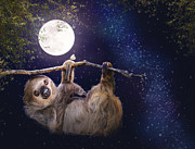 Cute Sloth Hanging on Branch in Evening Photograph by Good Focused