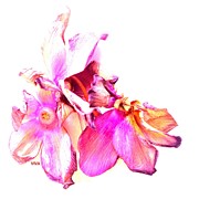 Cyclamen - Celebrating  Abstraction Photograph by Viva Anderson