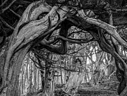 Cypress arch at Land's End Photograph by Donald Kinney