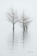 Cypress in Fog 0241 Photograph by Dan Beauvais