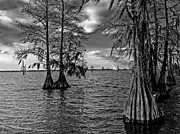 Cypress Trees at Pinopolis Point Photograph by Louis Dallara Cypress Trees at Pinopolis Point Photograph by Louis Dallara