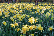 Daffodil Sunrise 33 Photograph by Bryan Bzdula
