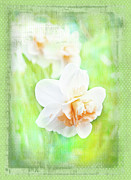 Daffodil Tahiti Photograph by Marilyn Cornwell Daffodil Tahiti Photograph by Marilyn Cornwell