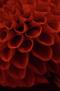 Dahlia 4323 Photograph by Julie Powell
