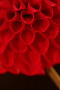 Dahlia 4384 Photograph by Julie Powell