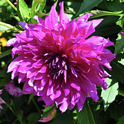 Dahlia Bloom Digital Art by Kirt Tisdale