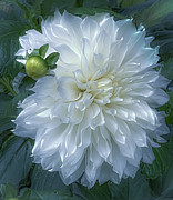 Dahlia Fleurel Photograph by Julie Palencia