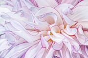 Dahlia in Motion Photograph by Marilyn Cornwell Dahlia in Motion Photograph by Marilyn Cornwell