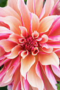 Dahlia Labyrinth Photograph by Tim Gainey