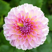 Dahlia Photograph by Patty Colabuono