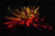 Dahlia Photograph by Thomas Hall