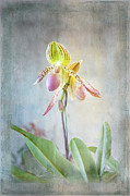 Dainty Ladyslipper Photograph by Marilyn Cornwell