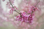 Dainty Pink Blossoms Digital Art by Amy Dundon