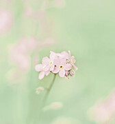 Dainty Pink Flowers Photograph by Jennie Marie Schell