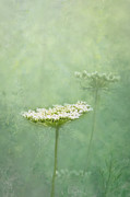 Dainty Queen Anne's Lace Photograph by Amy Dundon