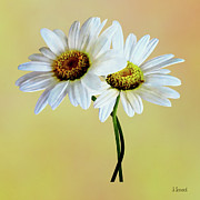 Daisies In Love Photograph by Susan Savad Daisies In Love Photograph by Susan Savad